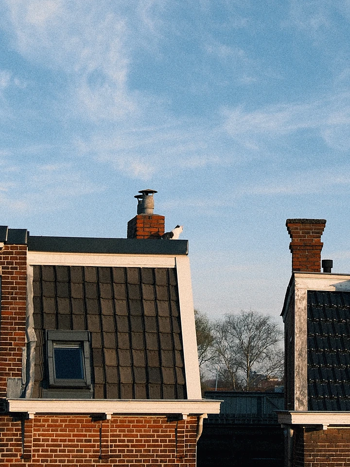 Kat staat klaar op een dak