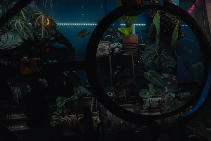 Donkere winkelvitrine met planten, reflecties en een cirkelvormig raam